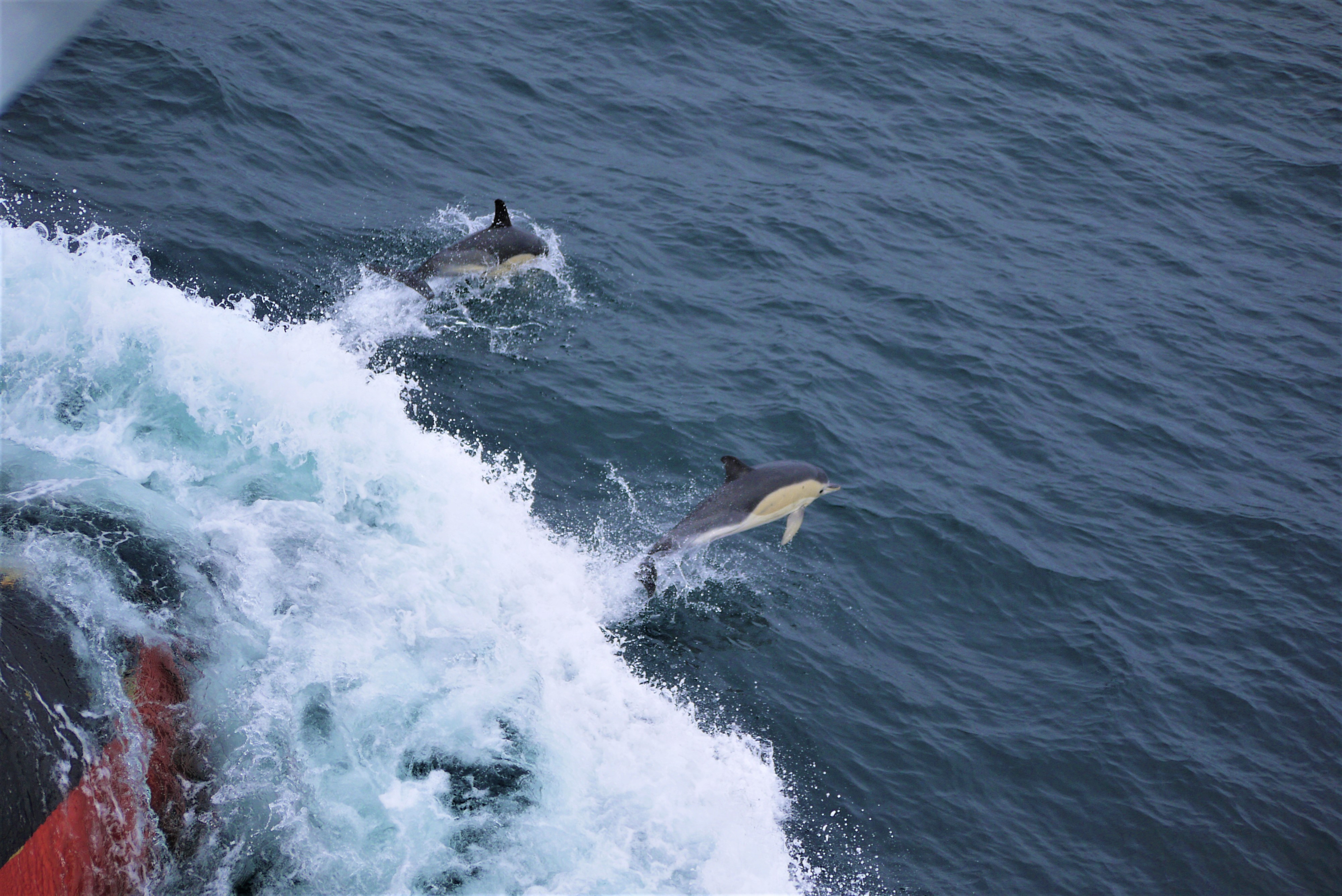 Dolphins riding the bow wave of the RRS James Cook